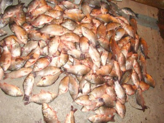 45 kilograme peşte, confiscate de poliţişti